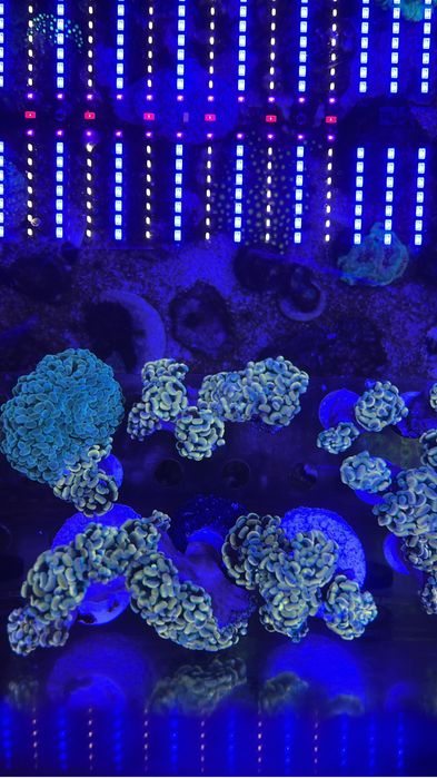 Frags de corais desde 15€ aquario agua salgada