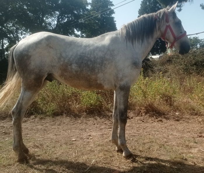 Pra venda poldro