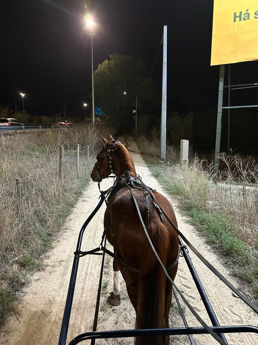 Cavalo 6 anos  engatado e montado