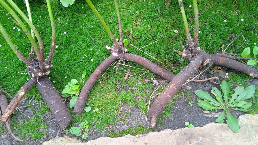 Піони продажа кущові та деревовидні