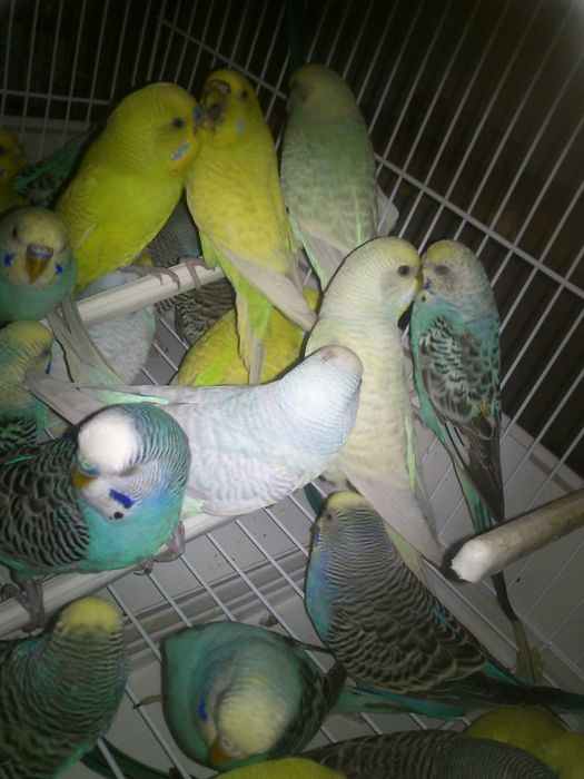 Vendo gaiola ninho e casal de piriquitos