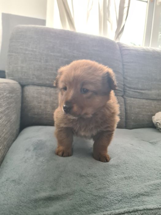 Oddam kundelka (piesek)