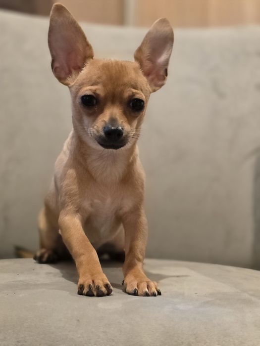 CHIHUAHUA piesek szczenięta z metryką chip do odbioru