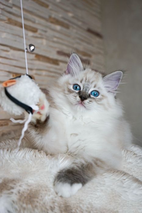 Kocięta Ragdoll z rodowodem FPL - kotki gotowe do odbioru