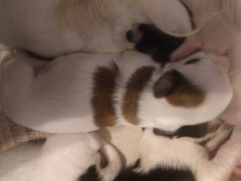 Psy oddam za darmo maltańczyk