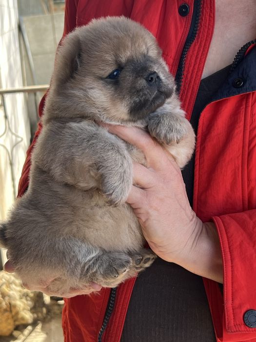 Чудові парубки доставка