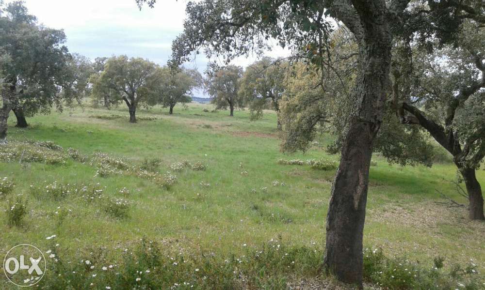 Poda de arvores variadas64584425549313126