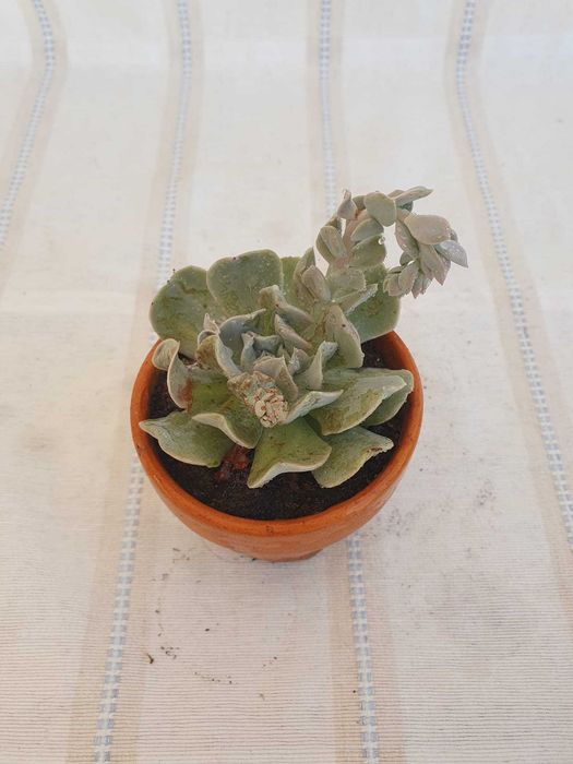 Planta - Echeveria nichi