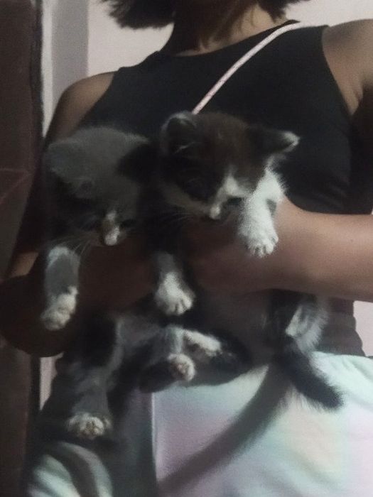 Кошенята шукають родину