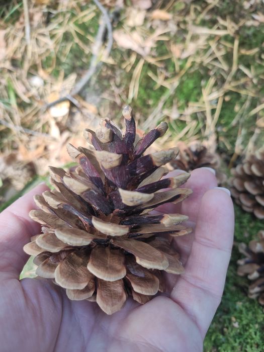 Duże szyszki sosnowe, 50szt.idealne do dekoracji stroików eko wieńcy