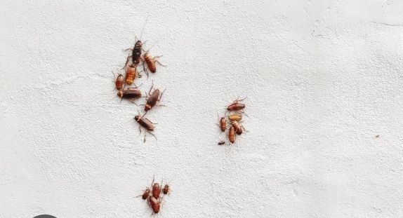 Pragas / Controlo de pragas