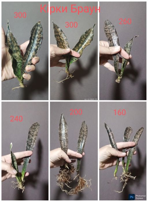 Сансевієрії Голандські