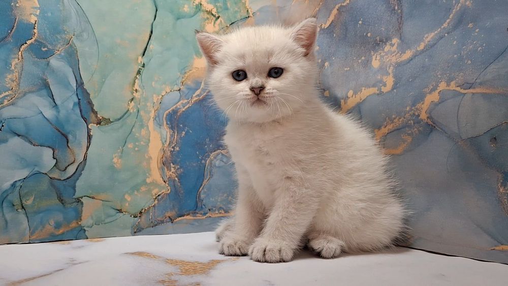 Шотландский котёнок короткошерстный