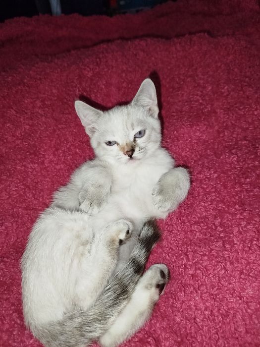 Кошенята  страйт