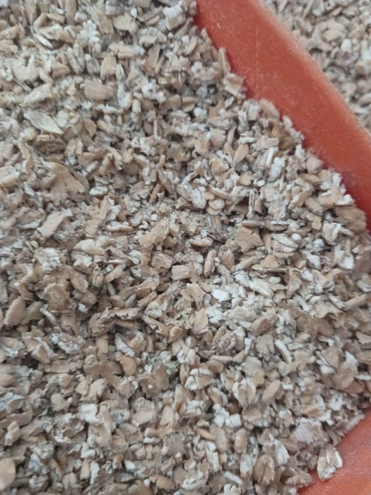 Pszenica płatki dla,kur,gołębi zwierząt