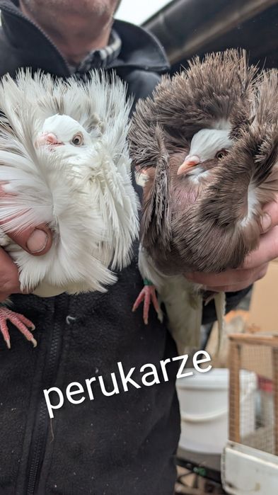 Perukarze gołębie