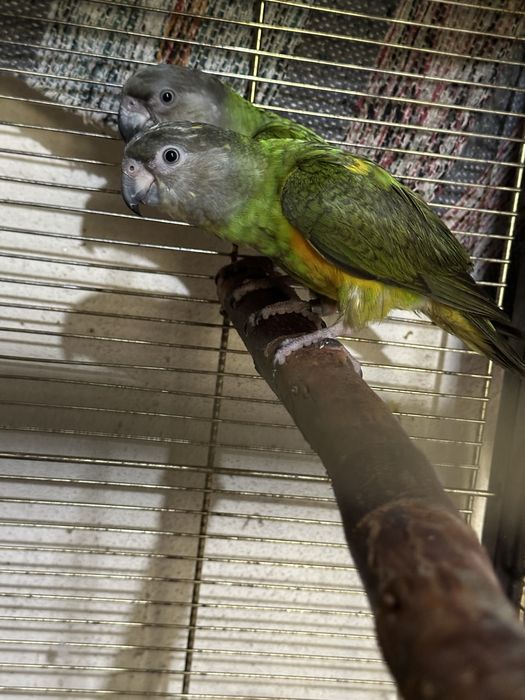 Papagaios do Senegal