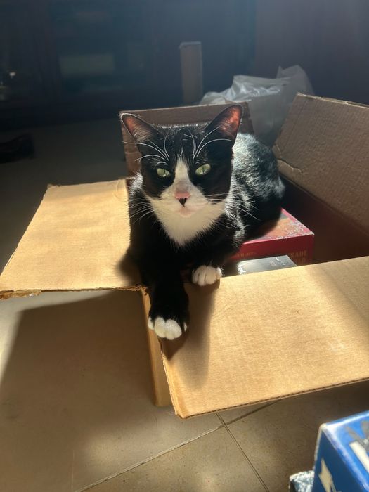 A Mavis, uma Gata especial!