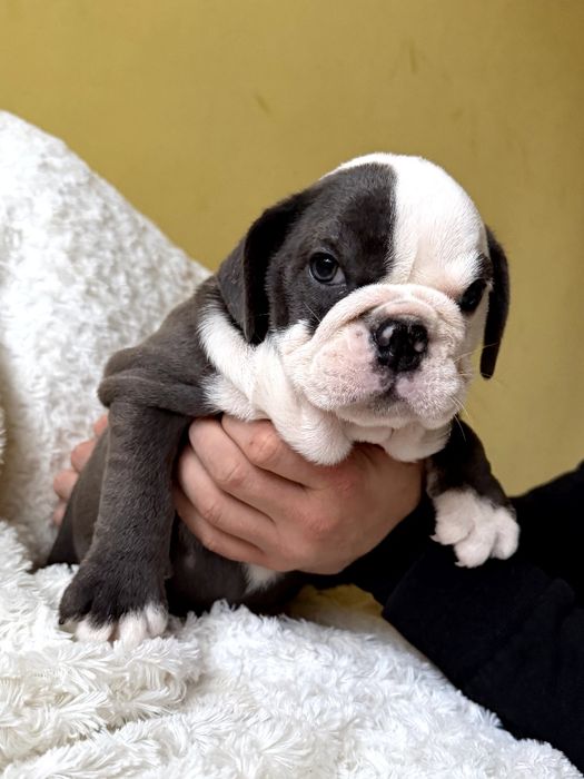 Buldog Angielski suczka. Niebieska