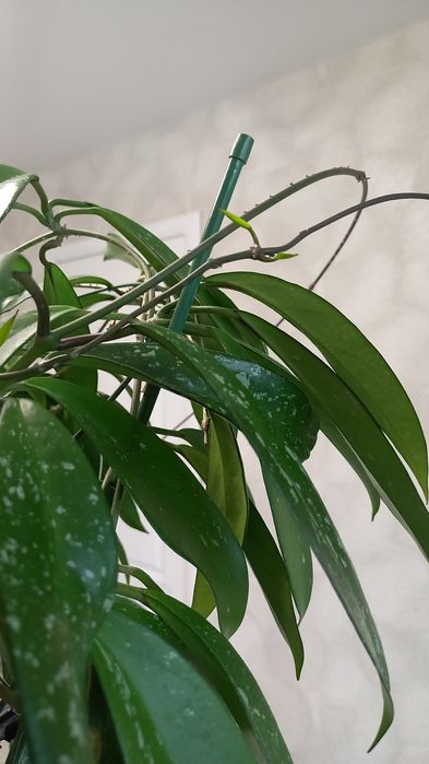 ПРОДАМ Hoya pubicalyx silver pink (хойя пубикалукс сильвер пинк