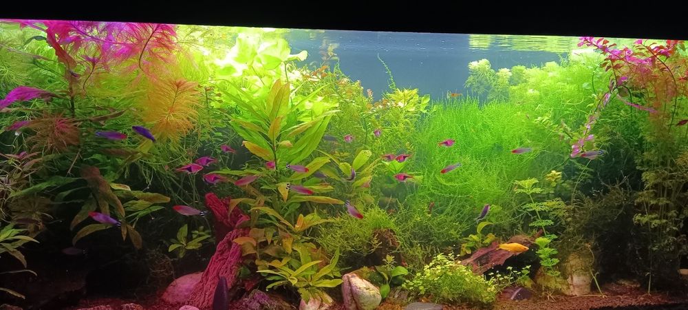 Rośliny z przycinki