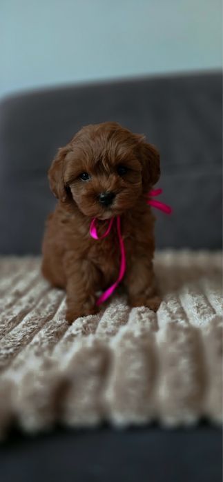 Wyjątkowo Ciemna red brown Maltipoo mini piekna sunia rodowód wyprawka ...