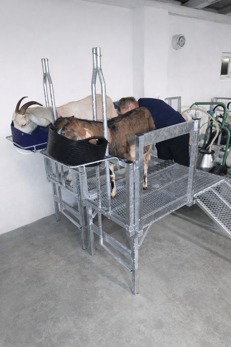 Podest do dojenia koz