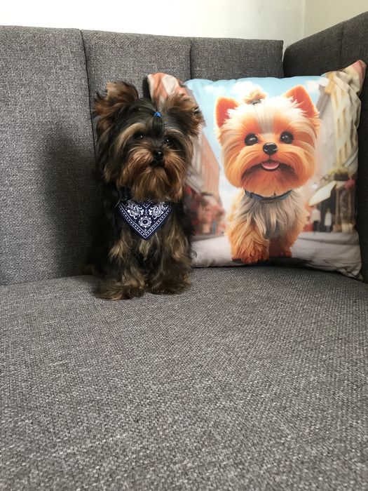 Милі цуценята-йорченята