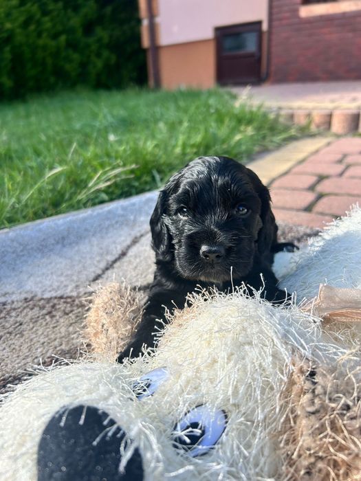 Piesek Cocker Spaniel Angielski