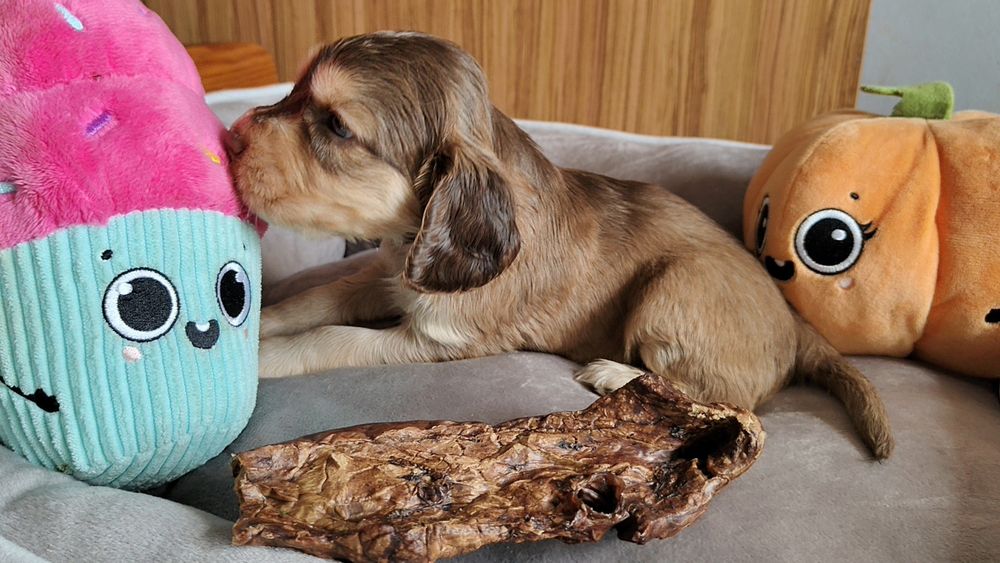 Cocker spaniel angielski piesek , badania