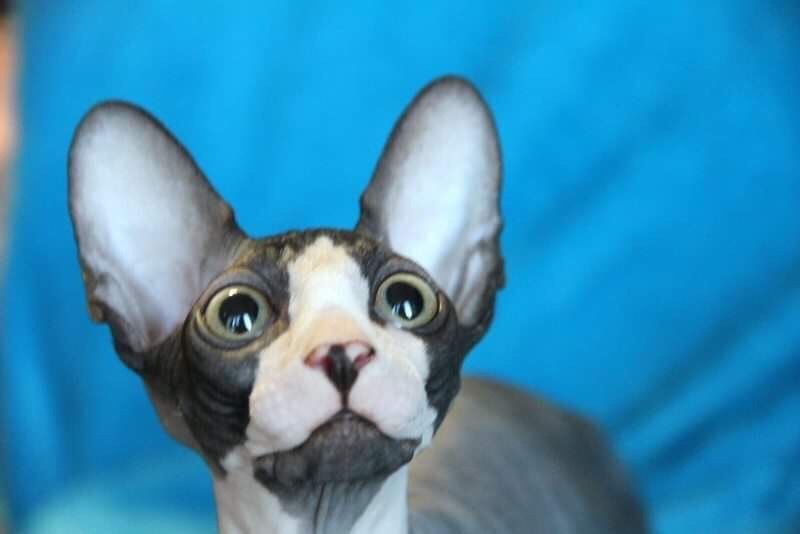 Сфинкс это счастье для вас