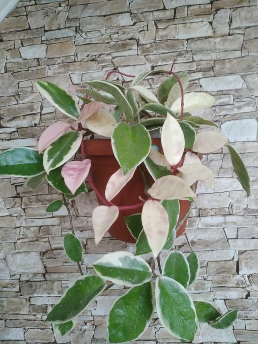 Хойя плющ восковий