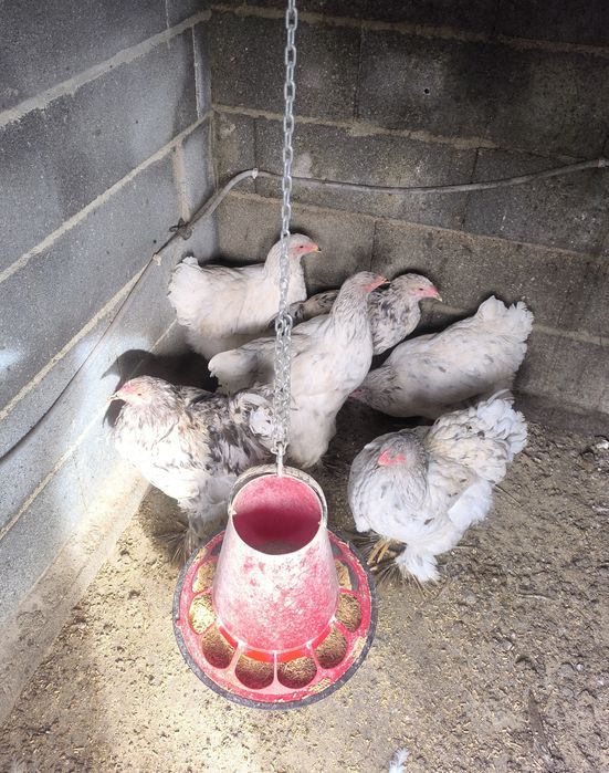 Ovos galados Brahma: Mottled, Buff, Splash.