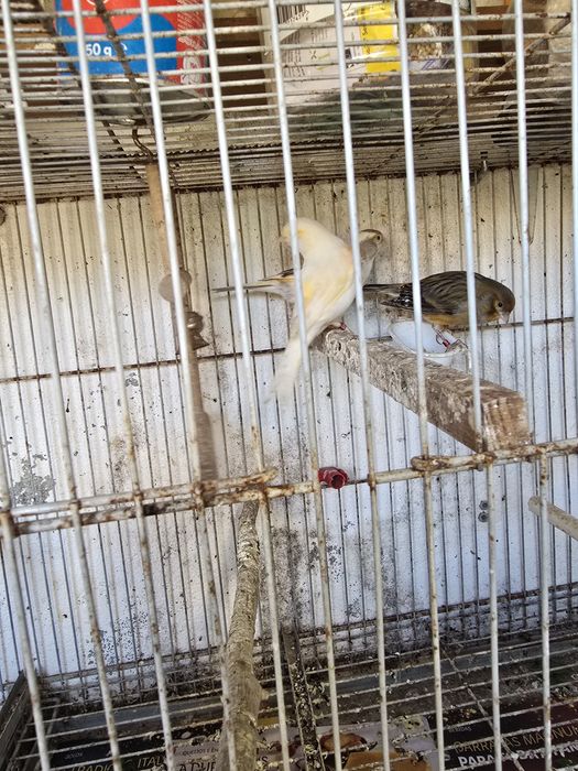 Vendo Canários 2023 /2024 e novos 2025