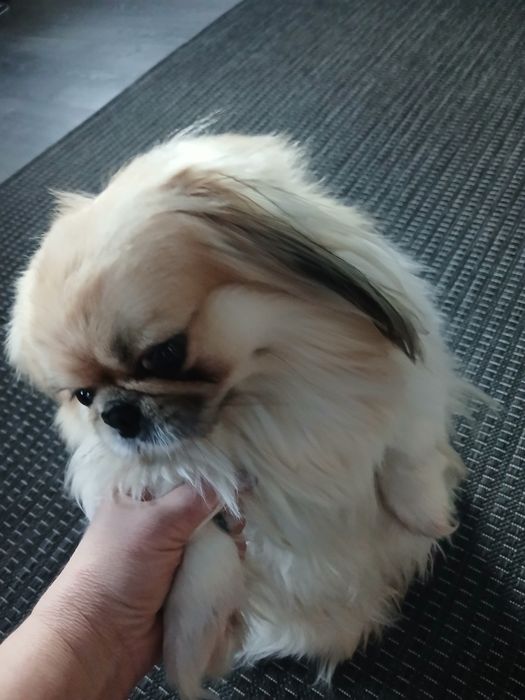 Гарний хлопчик пекінес, запрошуює дівчаток, на побачення