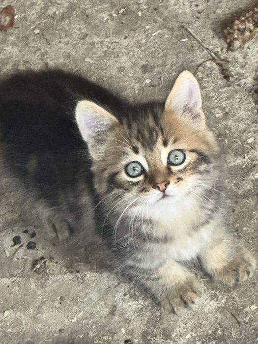Котенята всі  пухнасті