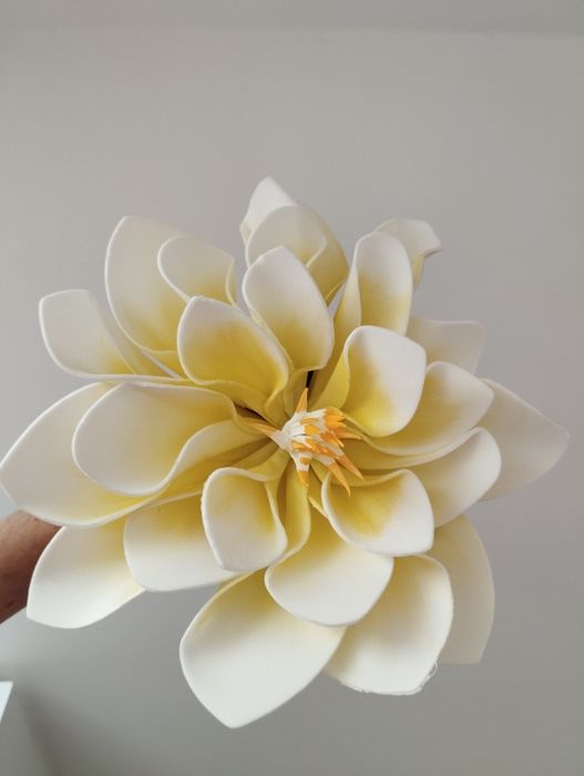 Magnolia piankowa