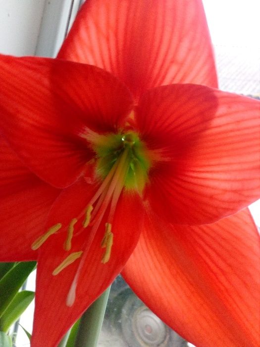 Неймовірні квіти  гіпераструма