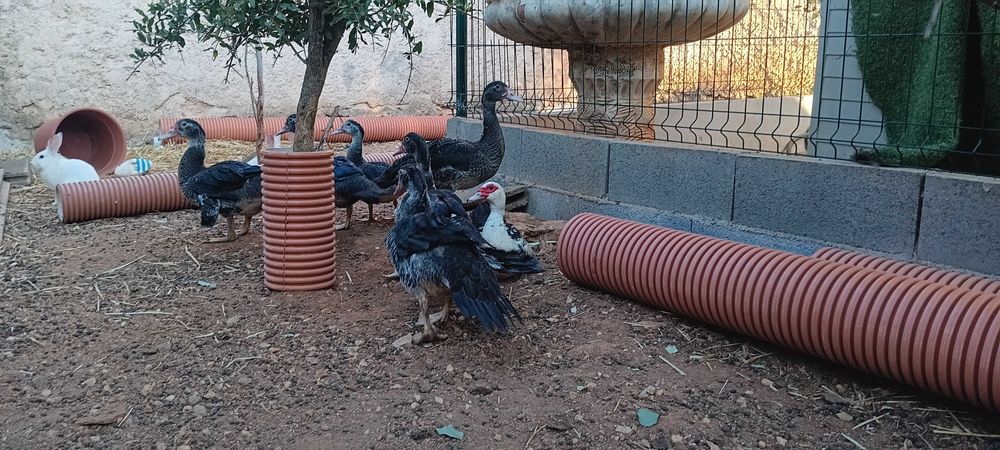 Patos-Mudos de 3 Meses – Disponíveis para Venda