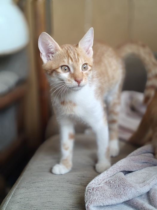 Rude rodzeństwo z domu tymczasowego  do adopcji