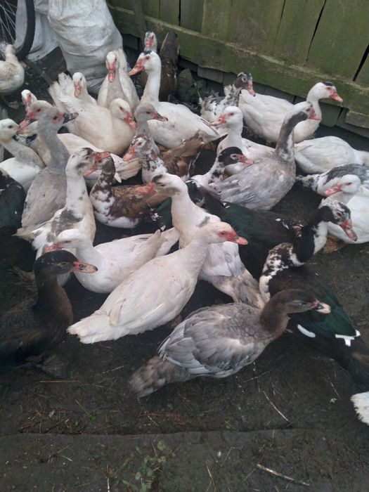 Продам качок шипунів