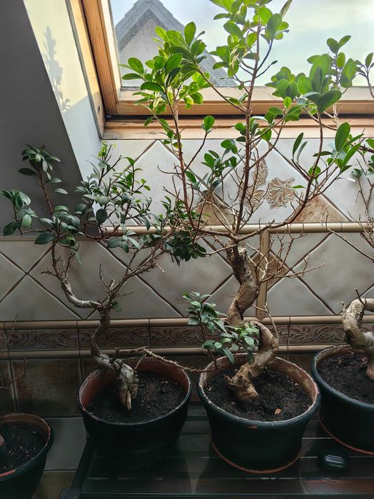 Bonsai Fikus tępy