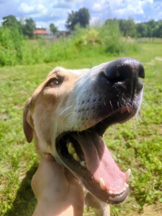 Radosny i aktywny Dakota, mieszaniec charta