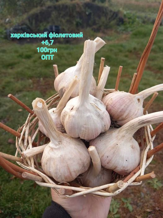 ЧАСНИК Любаша 5+