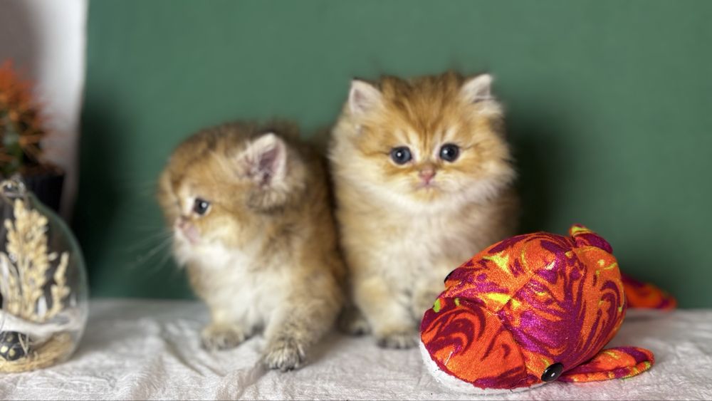 Котики золотої шиншили