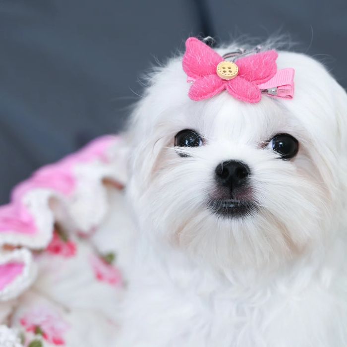 Міні дівчинка мальтезе