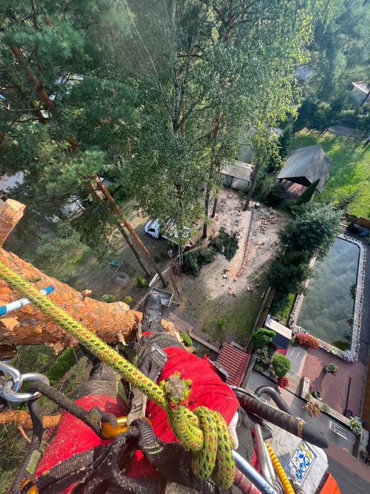 WYCINKA i pielęgnacja drzew | Mielenie gałęzi | RĘBAK Frezowanie pni