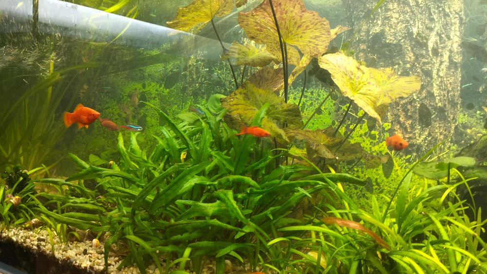 Vallisneria gigantea trawa NURZANIEC 5szt