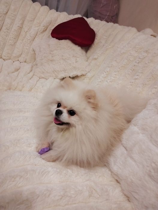 Шпіц померанський в'язка