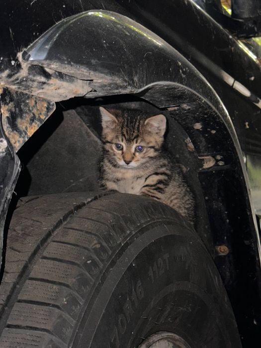 Кошенята в добрі руки